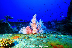 Mauritius Wreck Dive ,Artificial reef by Jean-Yves Bignoux 